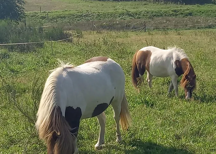 Pod Kasztanem Apartament