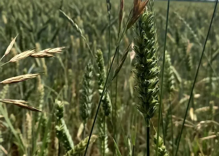 Apartament Pod Kasztanem